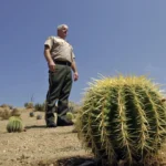 Saquear el desierto chileno y volar con 1000 cactus hasta Italia: así se gestó la Operación Atacama