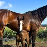Veterinarias y criadoras equinas