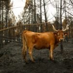 Última hora de los incendios en España, en directo | El equipo de extinción del incendio de Porto (Zamora) estima que estará estabilizado “entre esta noche y mañana”